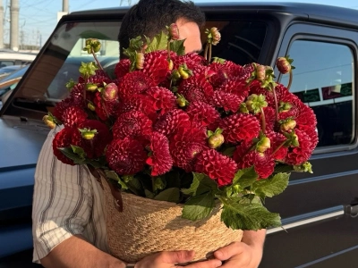 Композиция из 50 георгин «Red»