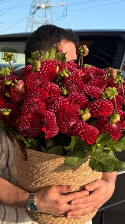 Композиция из 50 георгин «Red»