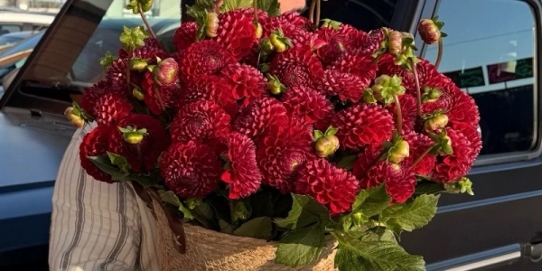 Композиция из 50 георгин «Red»