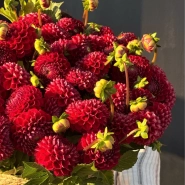 Композиция из 50 георгин &laquo;Red&raquo;