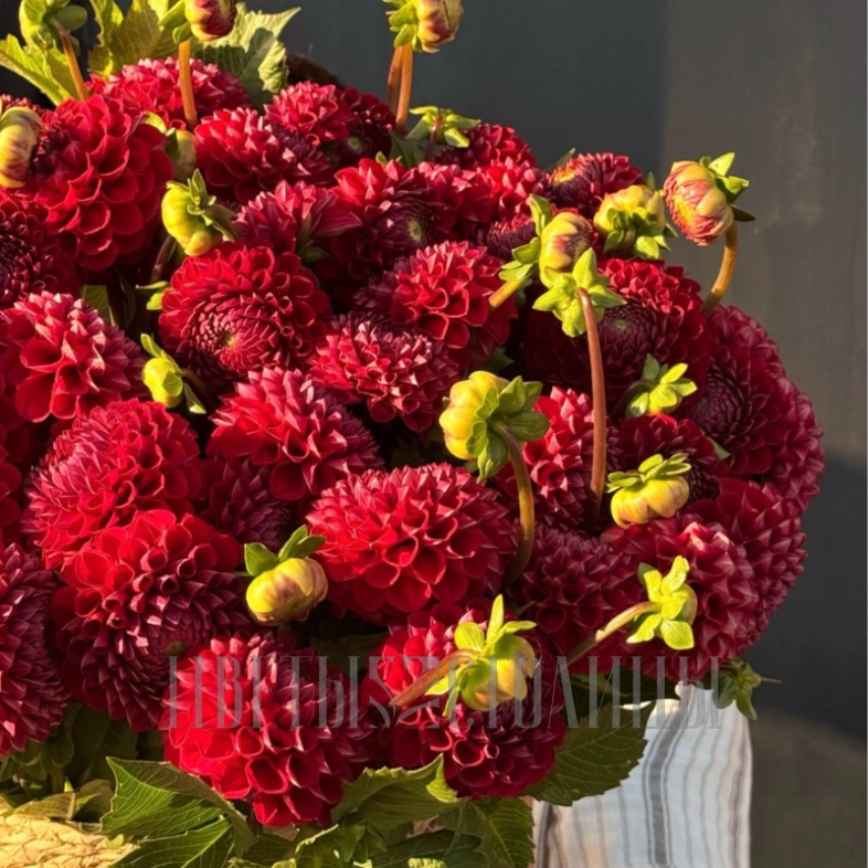 Композиция из 50 георгин &laquo;Red&raquo;