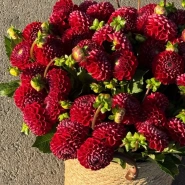 Композиция из 50 георгин &laquo;Red&raquo;