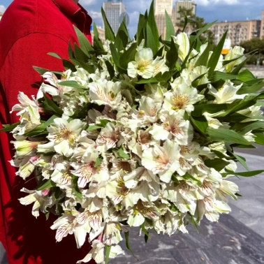 Альстромерия в ассортименте (цена за шт.)