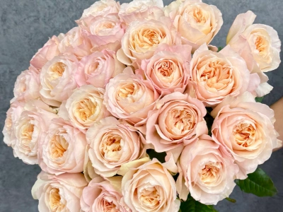 Монобукет из 31 пионовидной розы «Prime Bloom»