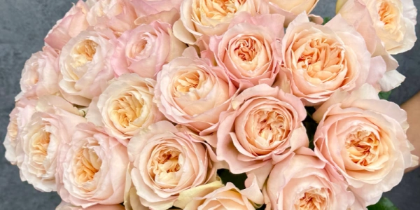 Монобукет из 31 пионовидной розы «Prime Bloom»