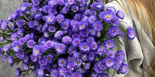 Монобукет из 23 астр «Primavera»