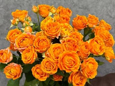 Монобукет из кустовых роз 50 см «Orange»