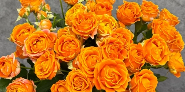 Монобукет из кустовых роз 50 см «Orange»