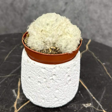 Горшечное растение кактус «Mammillaria plumosa»
