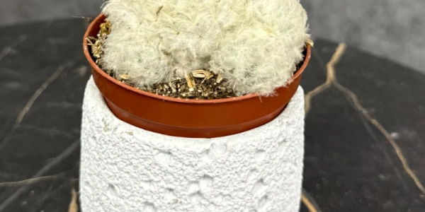 Горшечное растение кактус «Mammillaria plumosa»