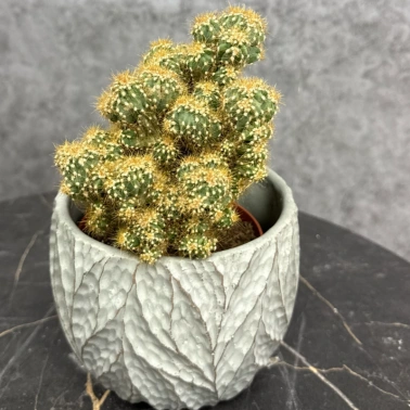 Горшечное растение кактус «Mammillaria elongata»