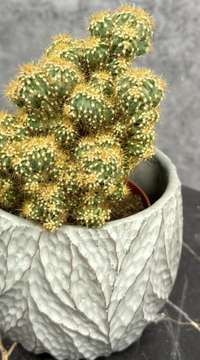 Горшечное растение кактус «Mammillaria elongata»
