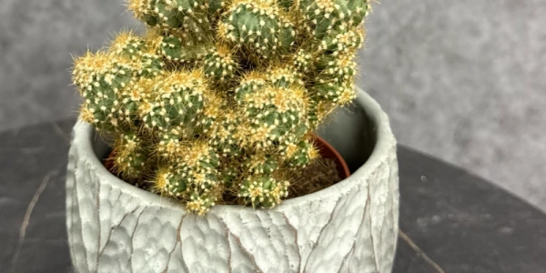 Горшечное растение кактус «Mammillaria elongata»