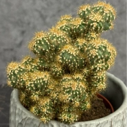 Горшечное растение кактус &laquo;Mammillaria elongata&raquo;
