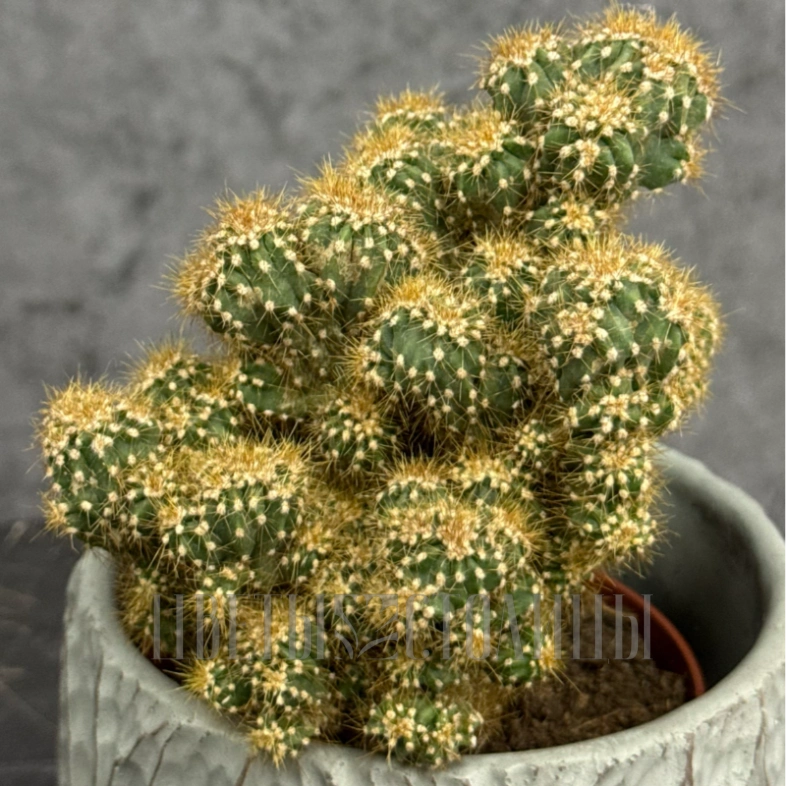 Горшечное растение кактус &laquo;Mammillaria elongata&raquo;